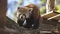 Panda roux