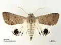 Pandesma submurina(Erebinae, Pandesmini)