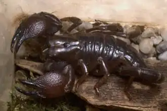 Pandinus cavimanus
