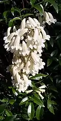 Fleurs en grappe de Pandorea pandorana.