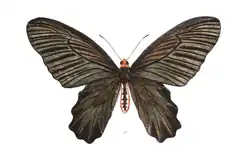 femelle