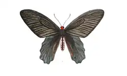 mâle