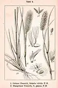 Planche botanique allemande