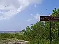 Nuée de libellules à la pointe d'Antigues.
