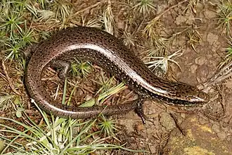 Celestus marcanoi