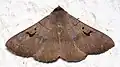 Panopoda carneicosta(Eulepidotinae, Eulepidotini)