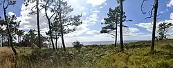 La végétation, les arbres et la mer