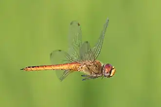 Pantala flavescens fond vert corps orangé