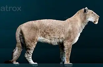 Lion américain, 4 mètres de long.