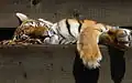 Tigre de Sibérie.