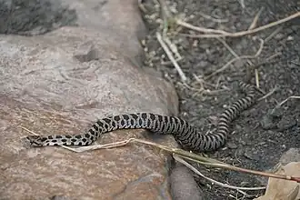 Description de l'image Pantherophis ramspotti 94392759.jpg.