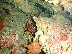 Panulirus cygnus