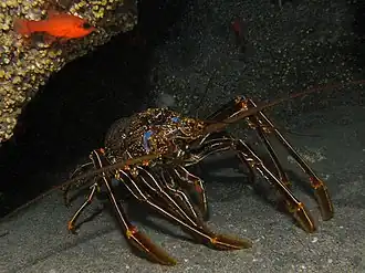 Panulirus echinatus