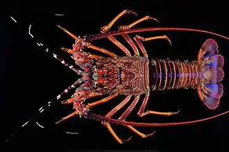 Panulirus homarus