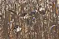 Groupe dans une roselière
