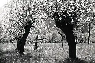1967