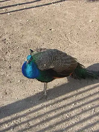 Un paon