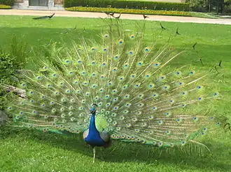 Un des paons au jardin.