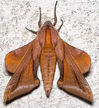 Description de l'image Paonias astylus.jpg.