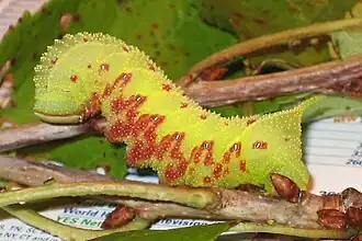 La chenille