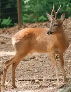 Chevreuil d'Asie (Capreolus pygargus).