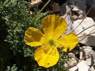 Pavot des Alpes
