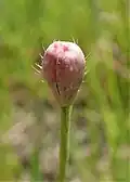 Bouton floral de Papaver argemone.