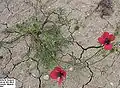 Papaver hybridum.