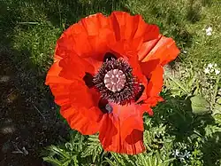 Grosse fleur rouge écarlate.