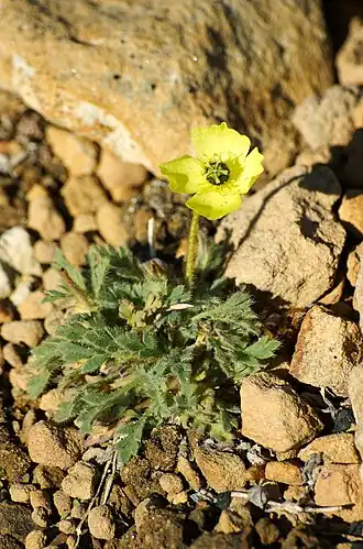 Description de l'image Papaver radicatum.jpg.