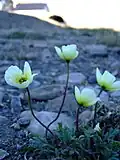Papaver radicatum.
