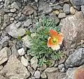 P. alpinum subsp. rhaeticumexemplaire à fleur orangée.
