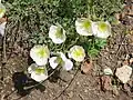 P. alpinum subsp. sendtneri.