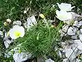 Papaver tatricum.