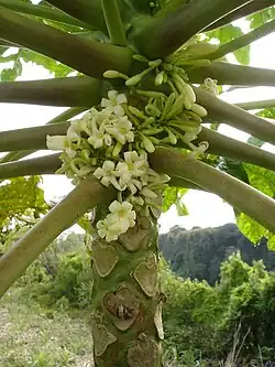 Spécimen mâle dans l'Est de l'île de La Réunion.
