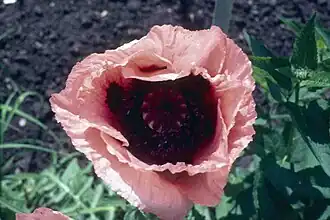 Hybride.
