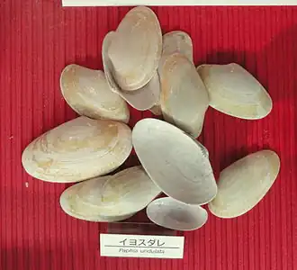 Paphia undulata