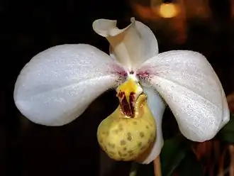 Description de l'image Paphiopedilum emersonii Orchi 078.jpg.
