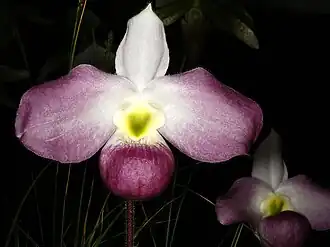 Description de l'image Paphiopedilum vietnamense Orchi 036.jpg.