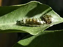 Chenille à un stade intérmédiaire