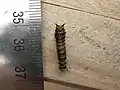 Chenille