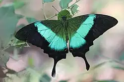 Imago