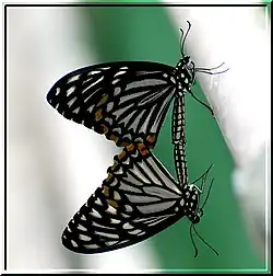 Accouplement