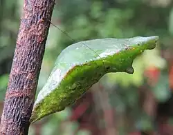 Chrysalide