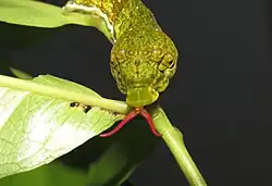 Chenille avec son osmeterium sorti, imitant une tête de serpent