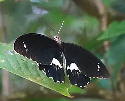 Papilio gambrisius mâle au repos.
