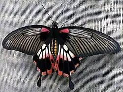 Papilio memnon f. alcanor femelle en Thaïlande