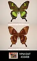 Papilio neumoegeni, avers et revers
