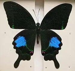 Papilio paris paris