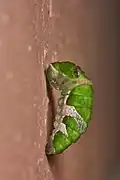 Chenille de Papilio polymnestor